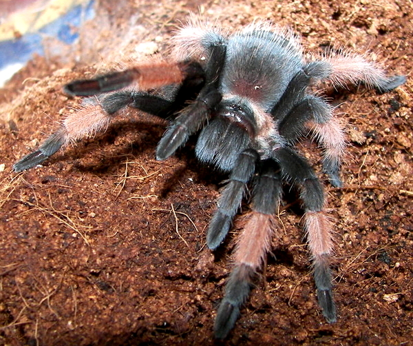 Brachypelma emilia