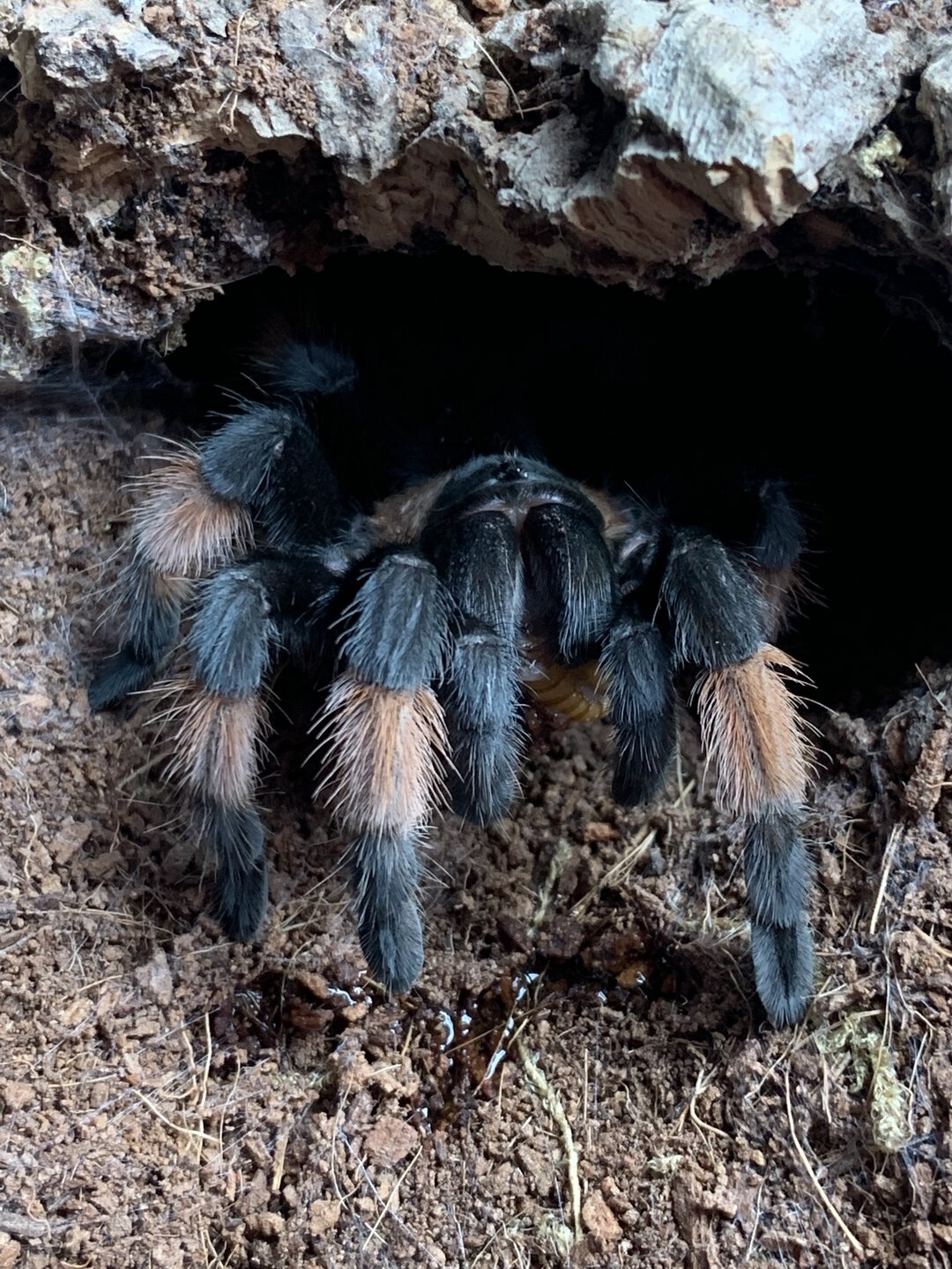 Brachypelma emilia