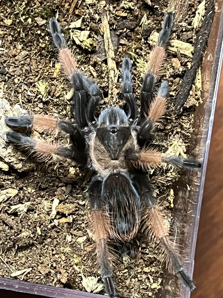 Brachypelma emilia