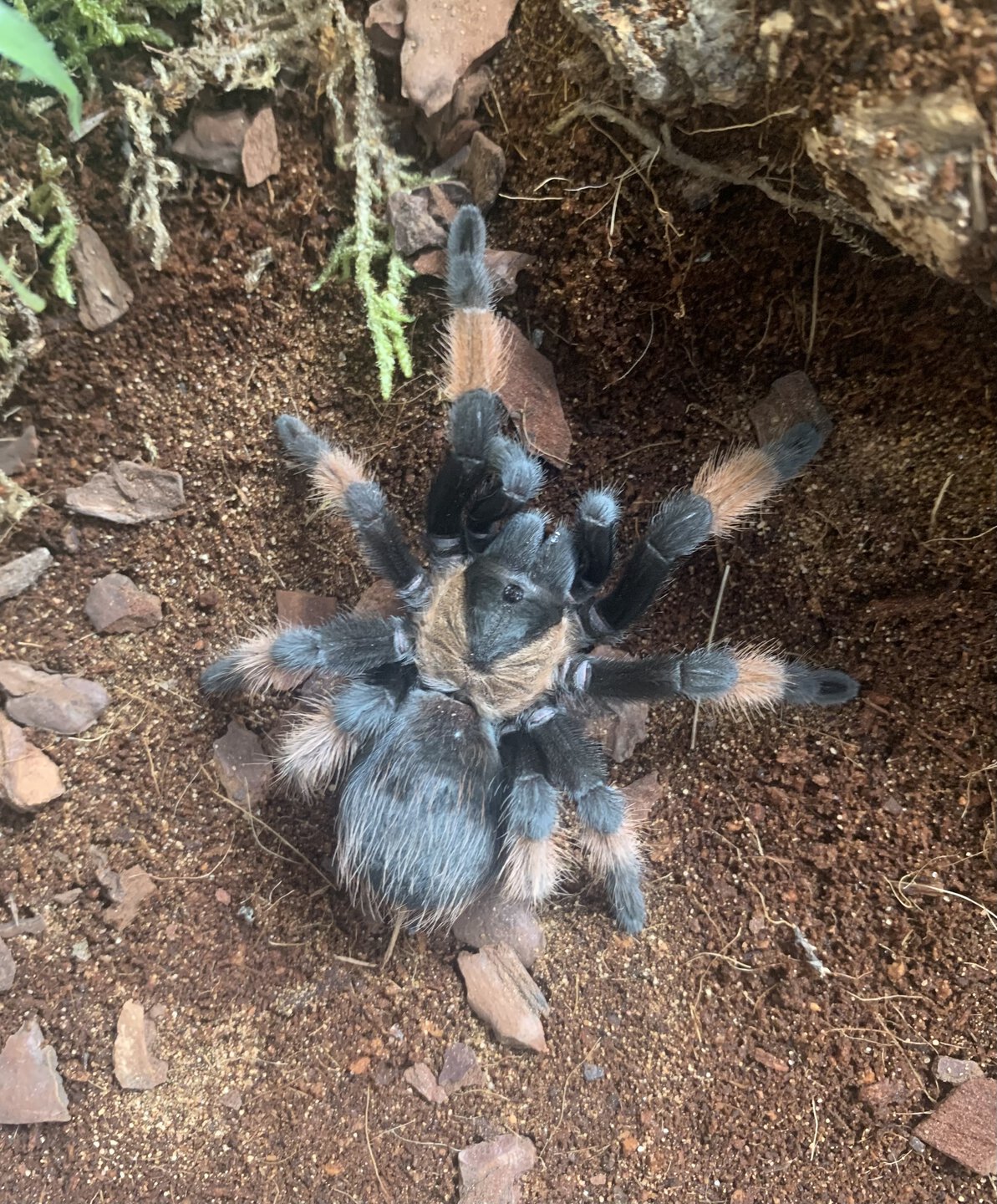 Brachypelma emilia