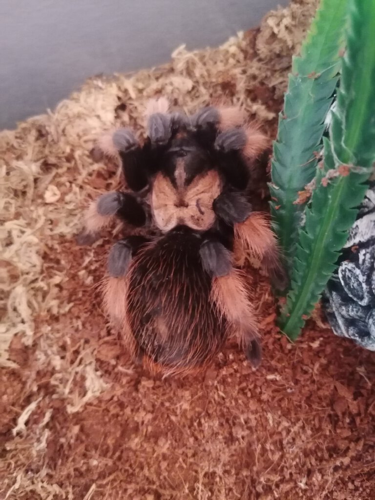 Brachypelma emilia