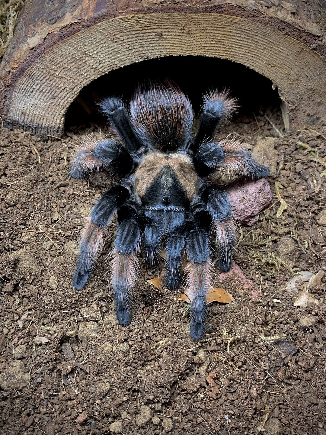 Brachypelma emilia