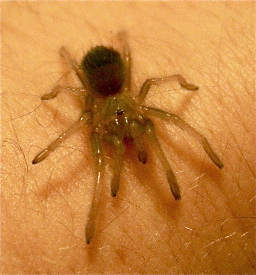 Brachypelma emilia