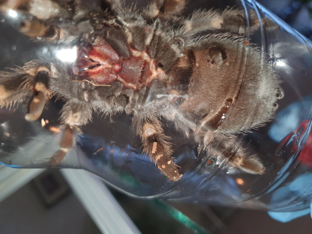 Brachypelma hamorii [1/2]