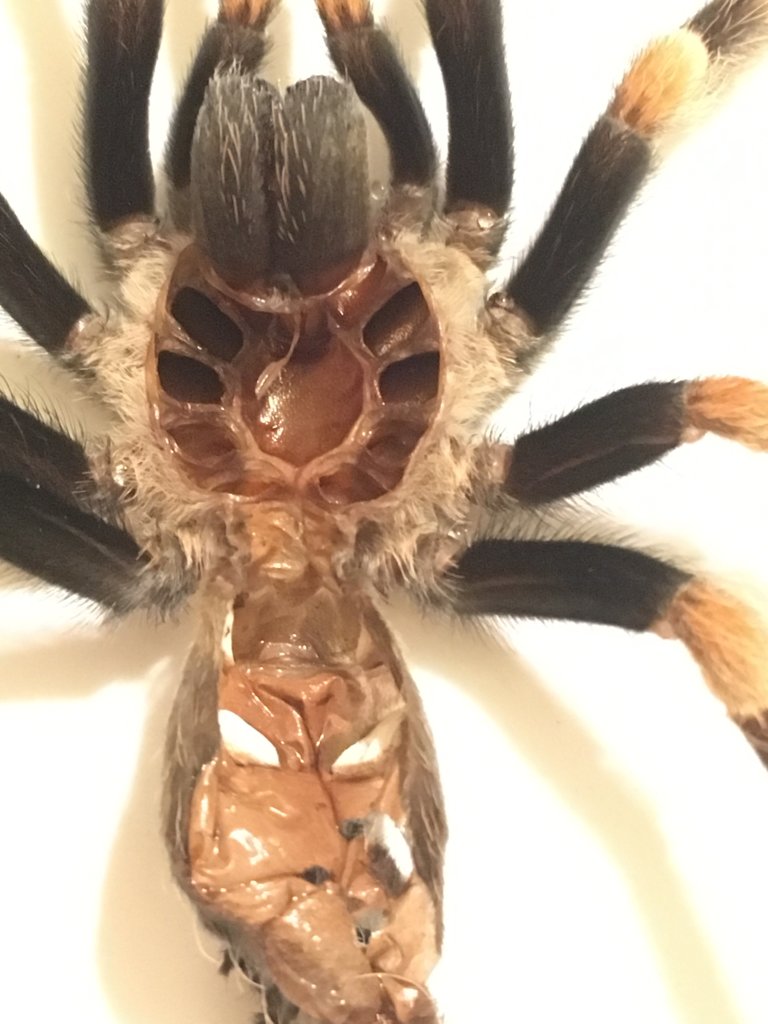 Brachypelma hamorii [1/3]