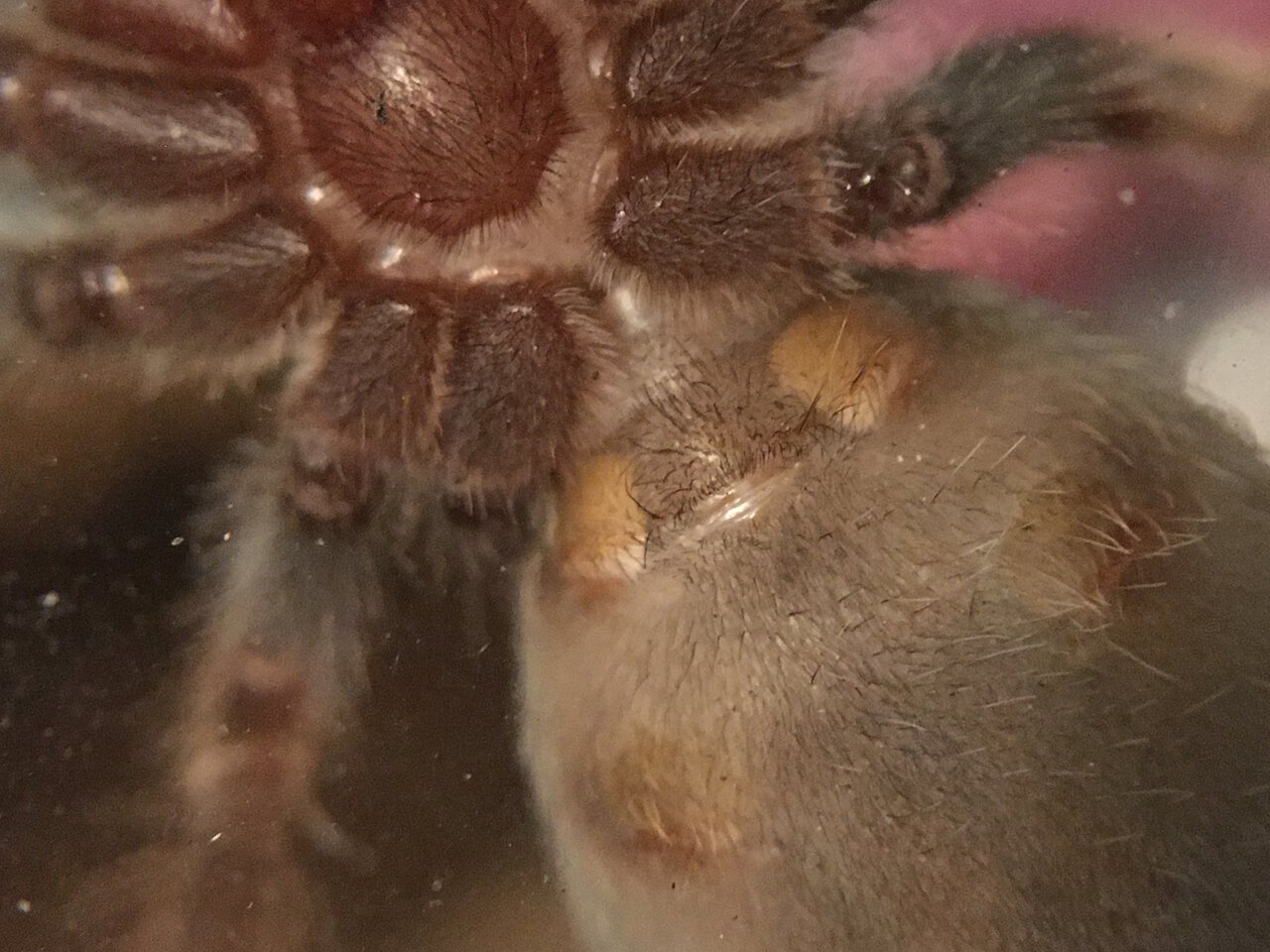 Brachypelma hamorii, 1.75” dls