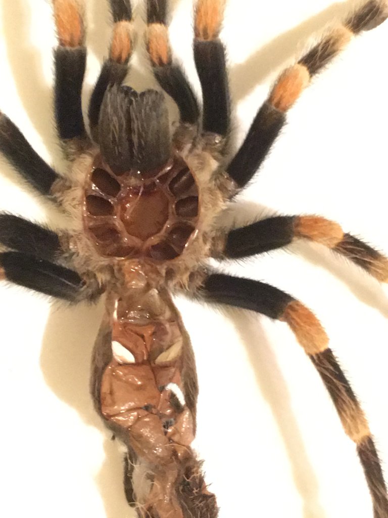 Brachypelma hamorii [2/3]