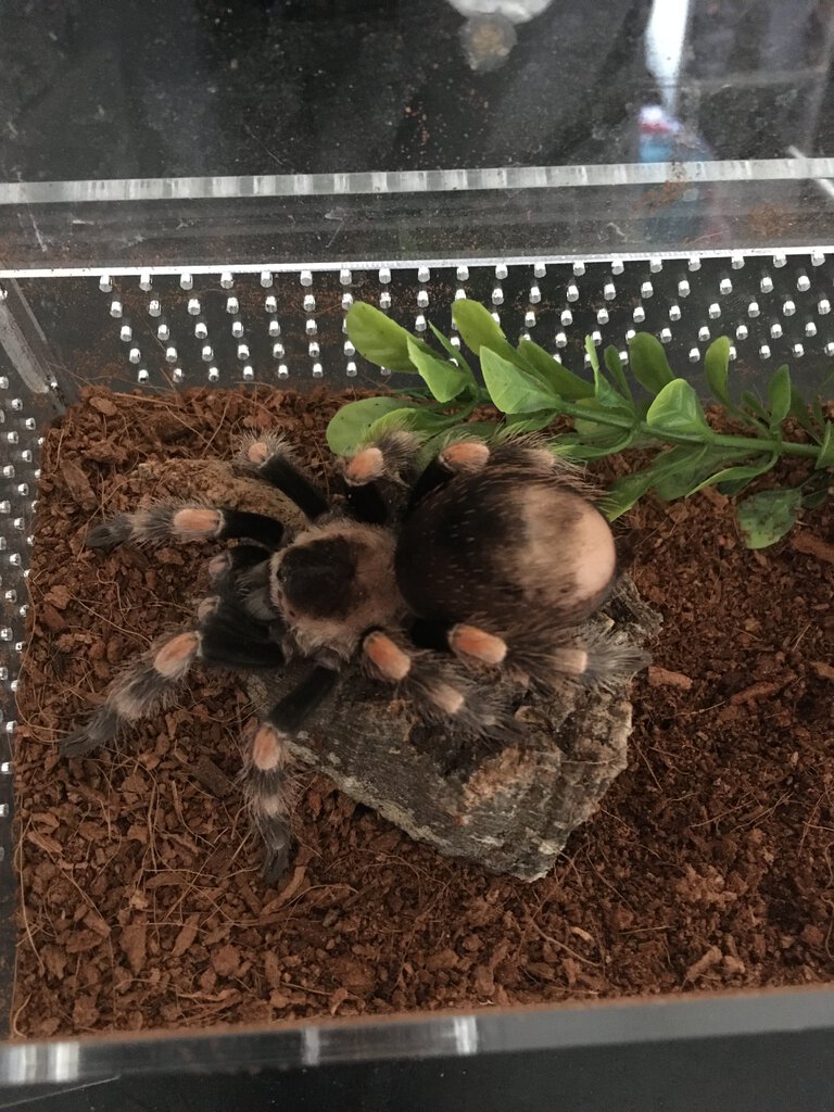 Brachypelma hamorii, 2.5”DLS