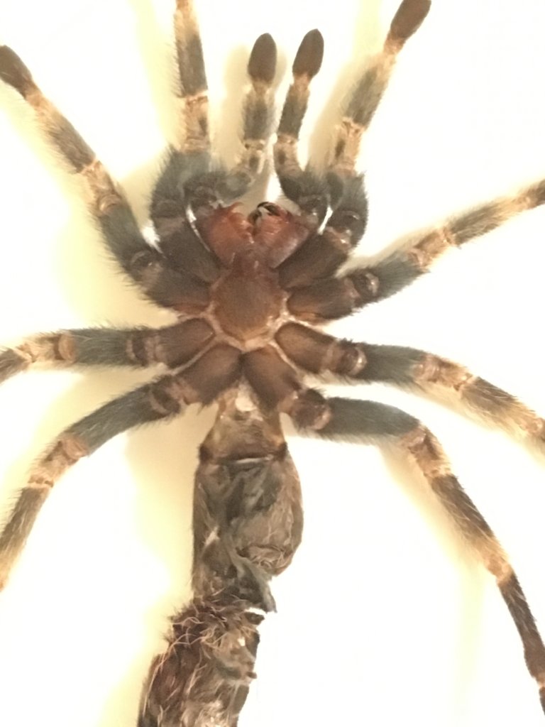 Brachypelma hamorii [3/3]