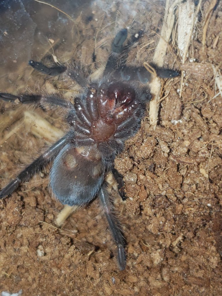 Brachypelma hamorii, about 2.5 inches. Female or male?