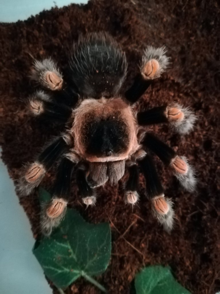 Brachypelma hamorii adult female