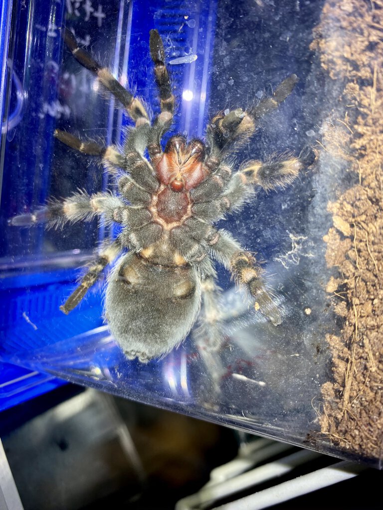 Brachypelma hamorii (ex. smithi), male or female?