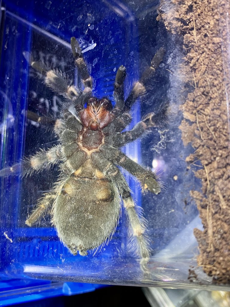 Brachypelma hamorii (ex. smithi), male or female?