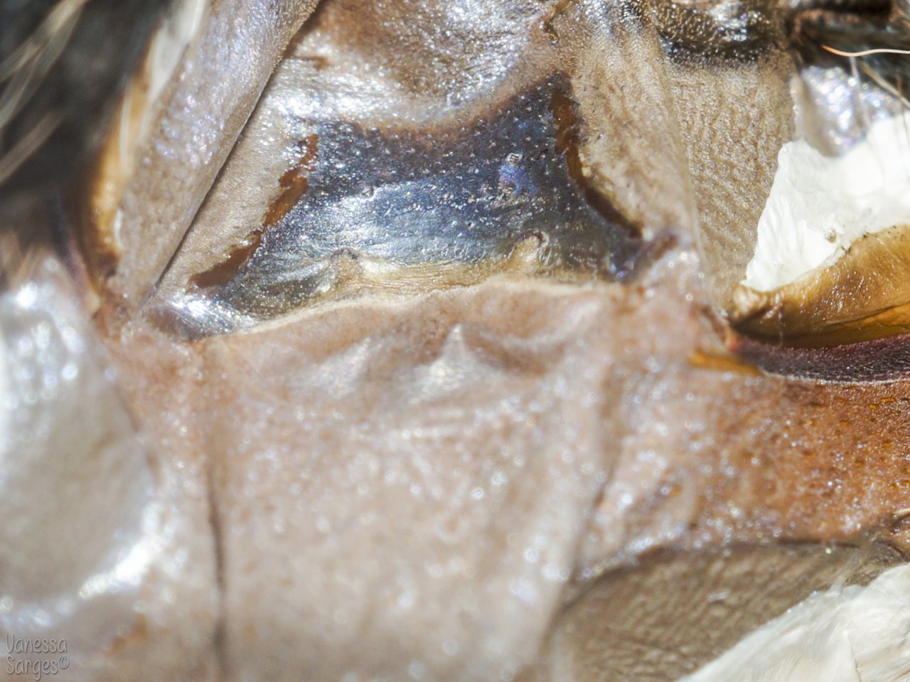 Brachypelma hamorii Female - 3.5"