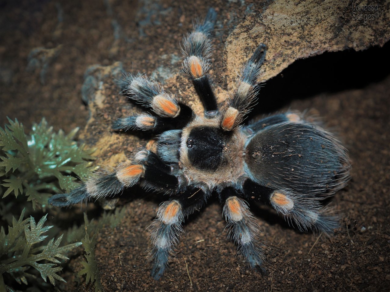 Brachypelma hamorii Juvenile Female