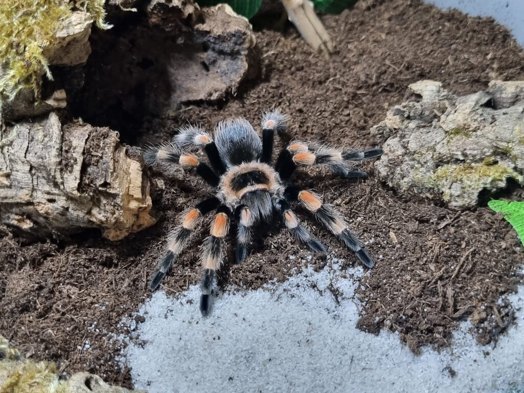 Brachypelma hamorii juvenile female