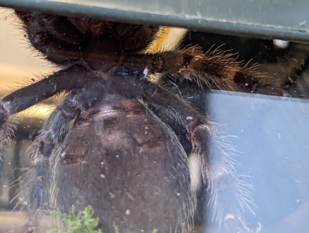 Brachypelma Hamorii Juvenile/Sub-adult from local (Danish) pet store