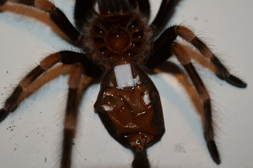 Brachypelma hamorii (Juvenile)