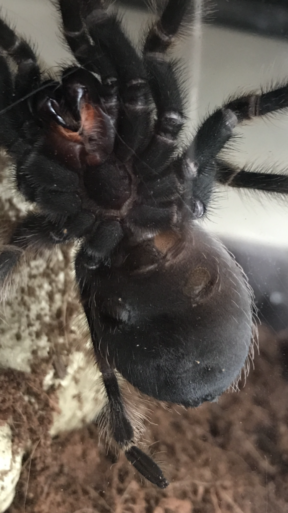 Brachypelma hamorii - M or F