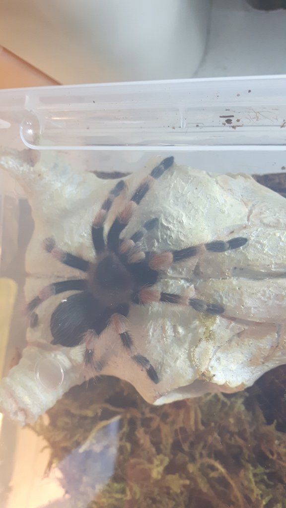 Brachypelma hamorii (male)