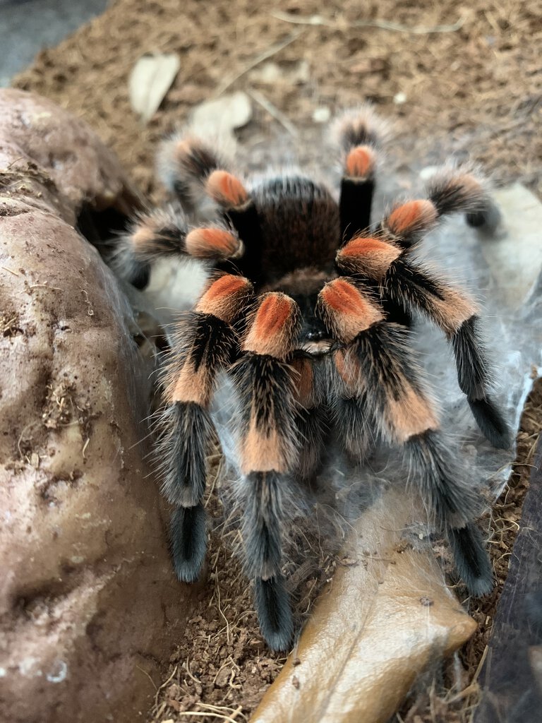 Brachypelma hamorii MM