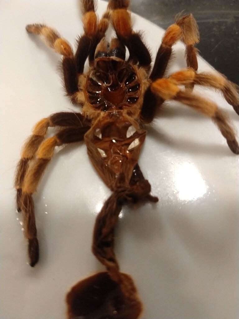 Brachypelma hamorii [molt sexing] [1/7]