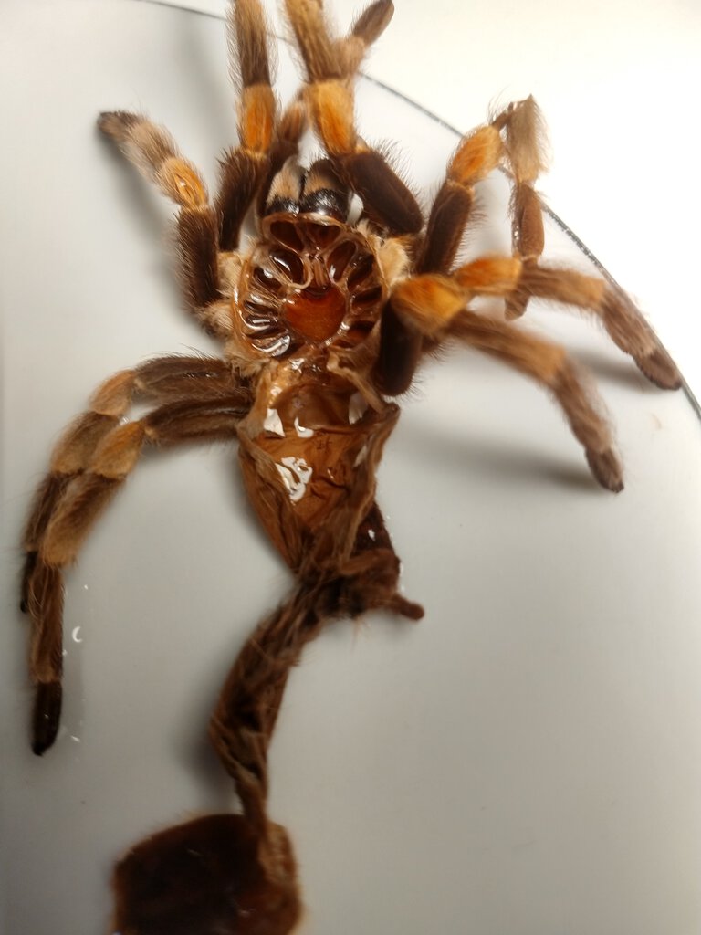 Brachypelma hamorii [molt sexing] [5/7]