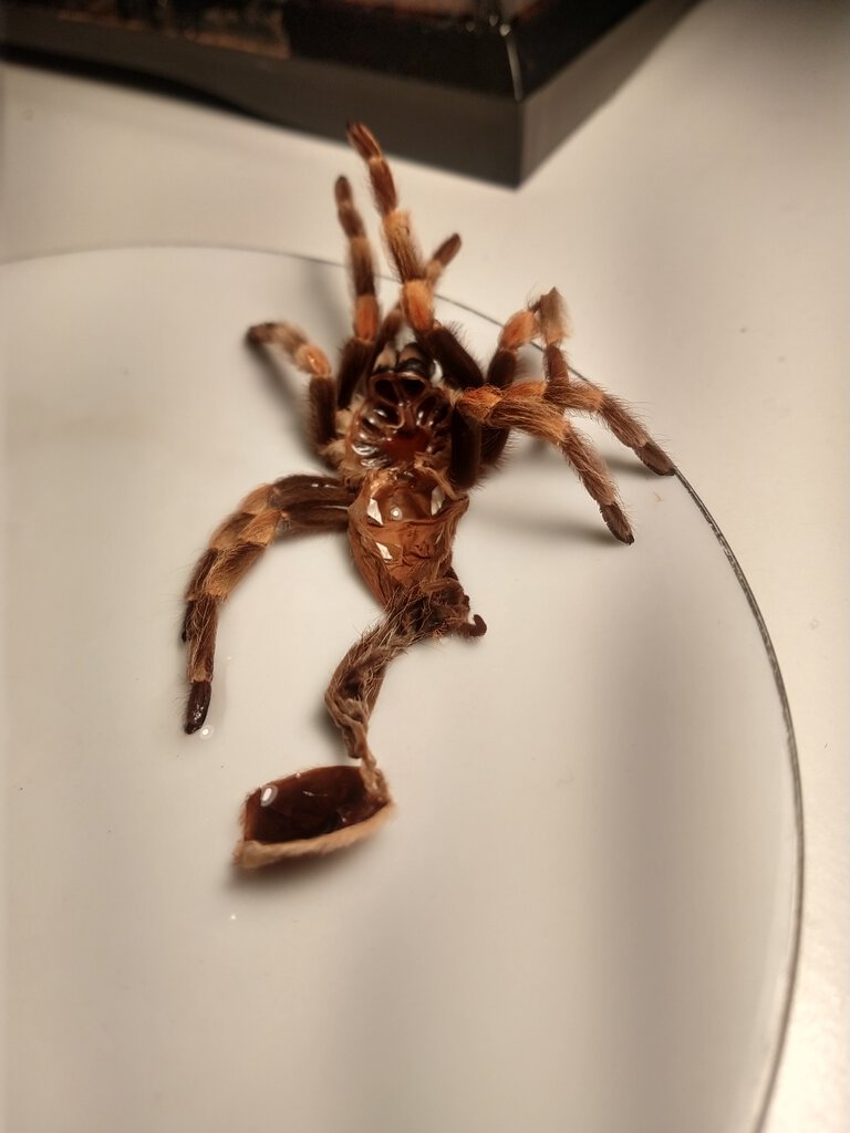 Brachypelma hamorii [molt sexing] [6/7]