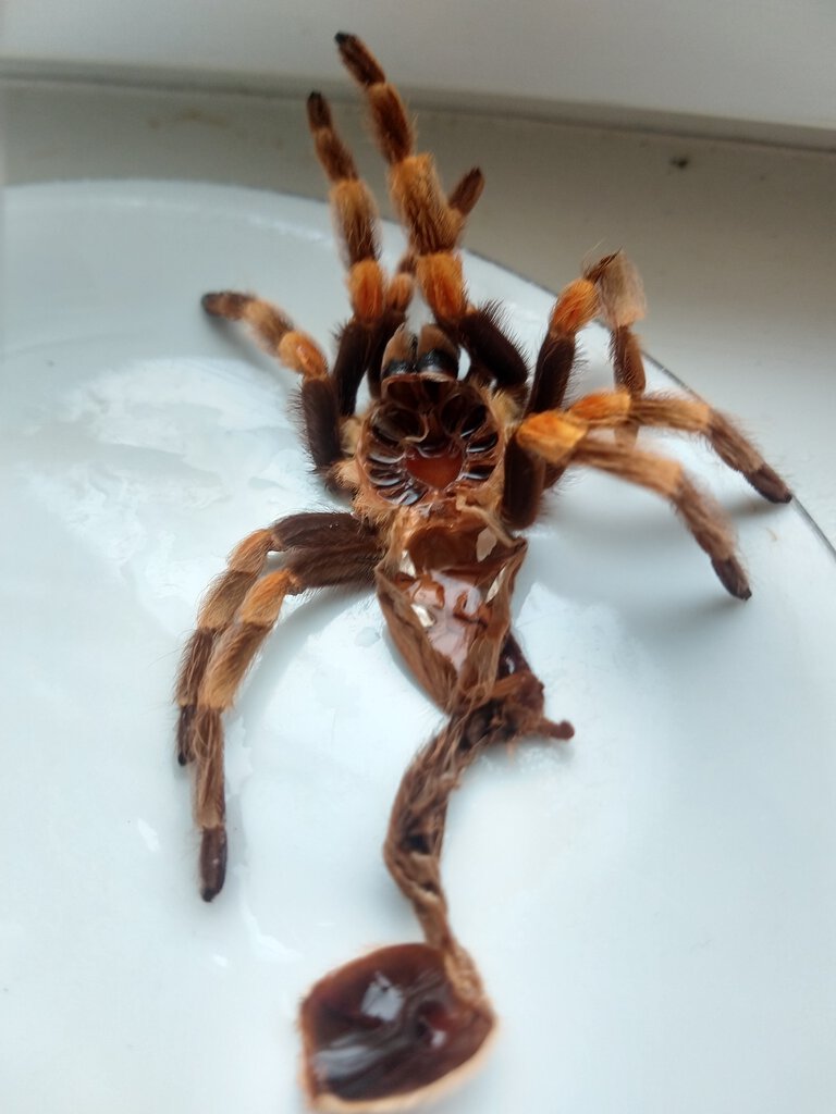 Brachypelma hamorii [molt sexing] [7/7]