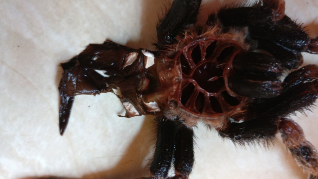 Brachypelma hamorii Molt Sexing