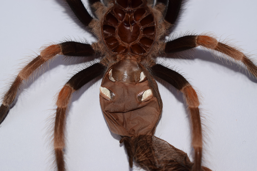 Brachypelma Hamorii molt