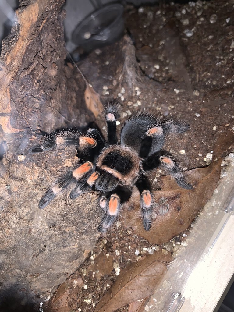 Brachypelma hamorii or B. smithi? [1/2]