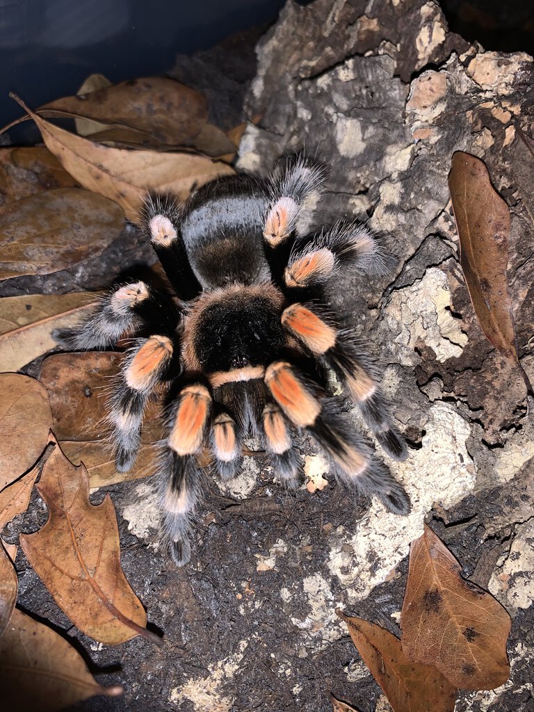 Brachypelma hamorii or B. smithi? [2/2]