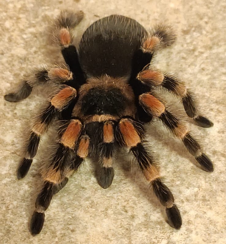 Brachypelma hamorii or B. smithi? [1/3] | Arachnoboards