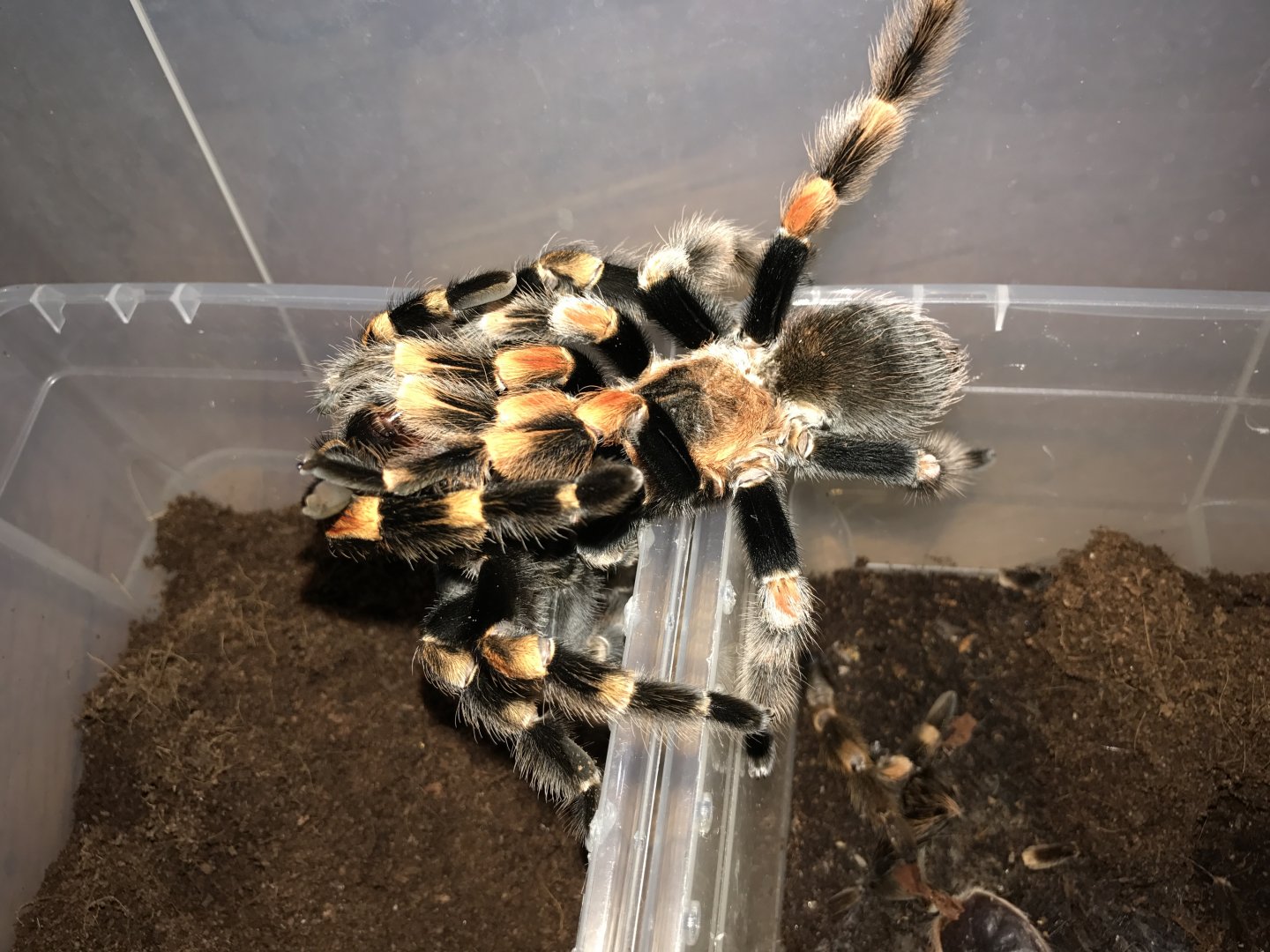 Brachypelma hamorii pair