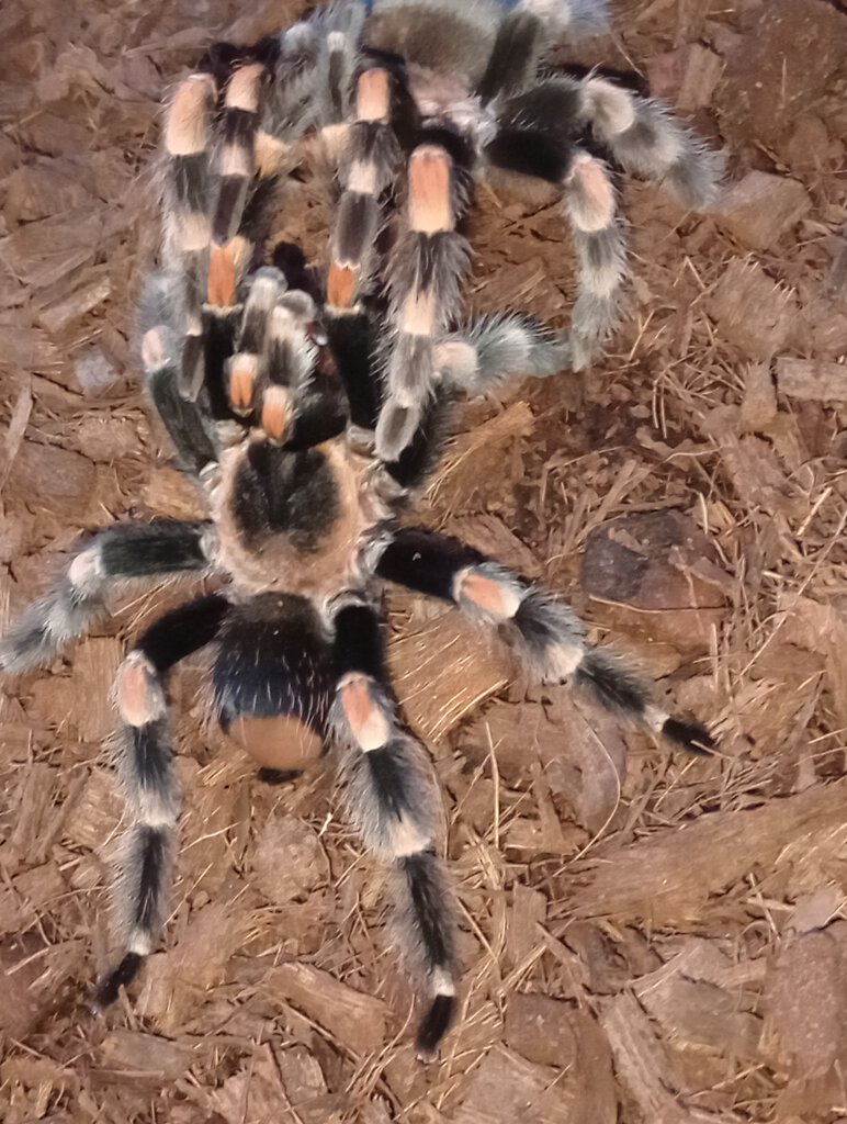 Brachypelma hamorii pairing