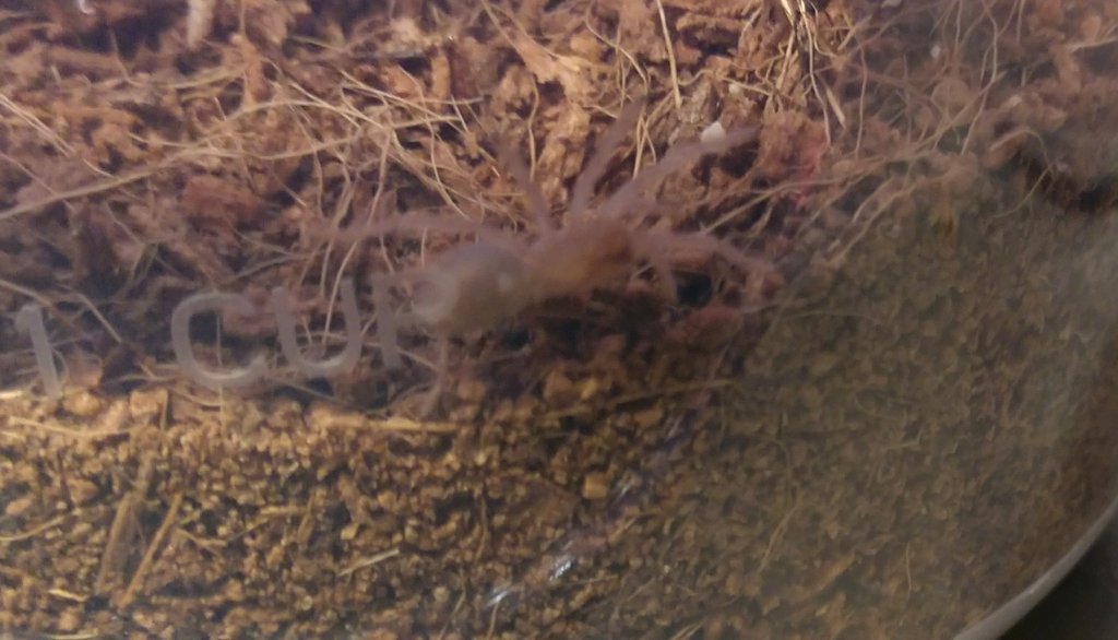 Brachypelma hamorii Sling [Kira]