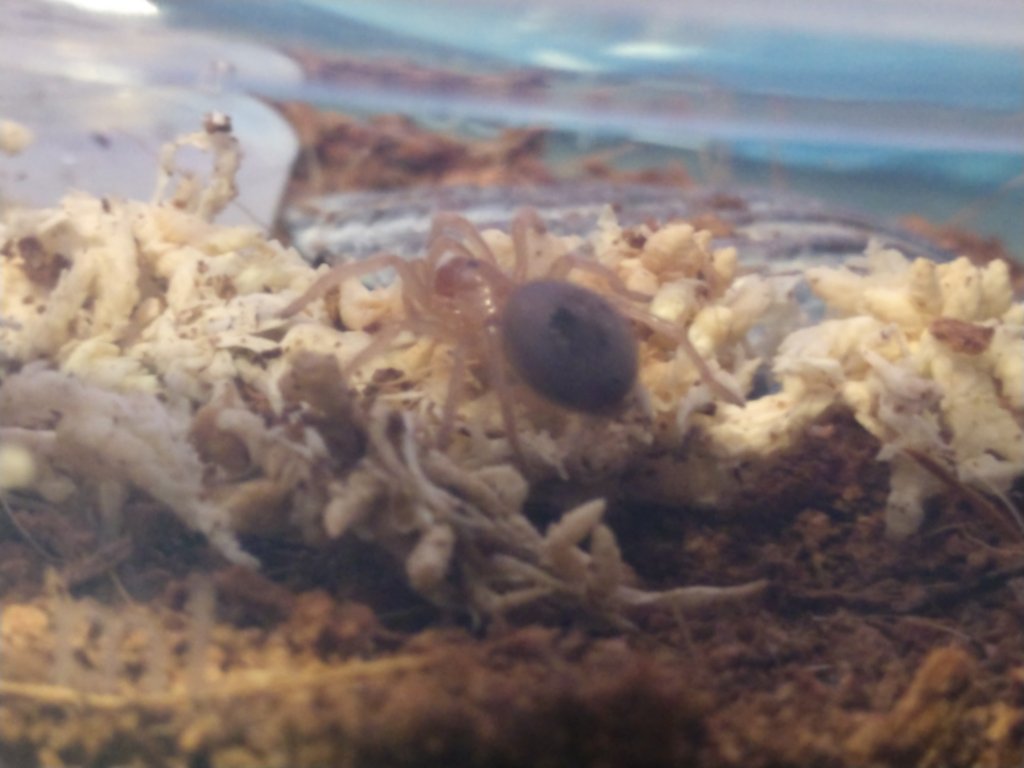 Brachypelma hamorii Sling