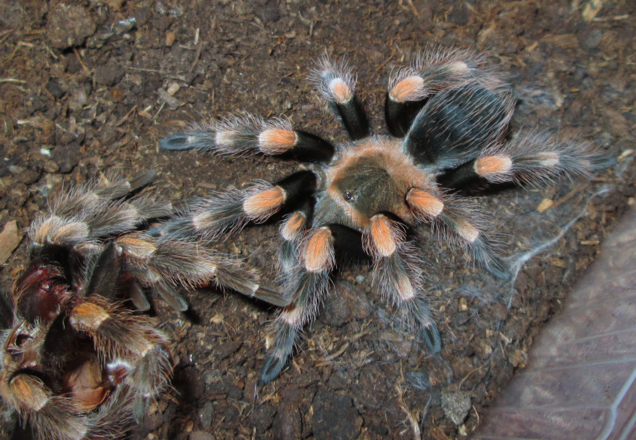 Brachypelma hamorii Tesmoingt, Cleton & Verdez, 1997 _2