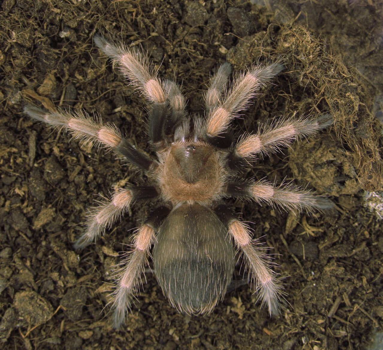 Brachypelma hamorii  Tesmoingt, Cleton & Verdez, 1997