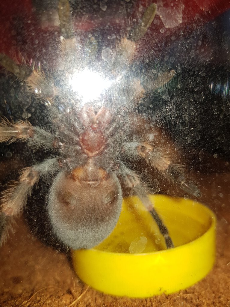 Brachypelma hamorii [ventral sexing] [2/2]