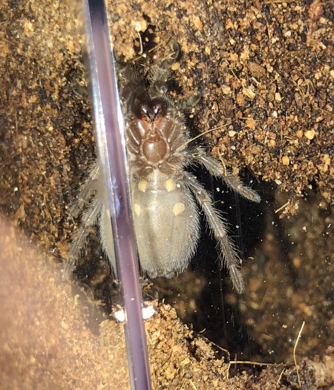 Brachypelma hamorii [ventral sexing]