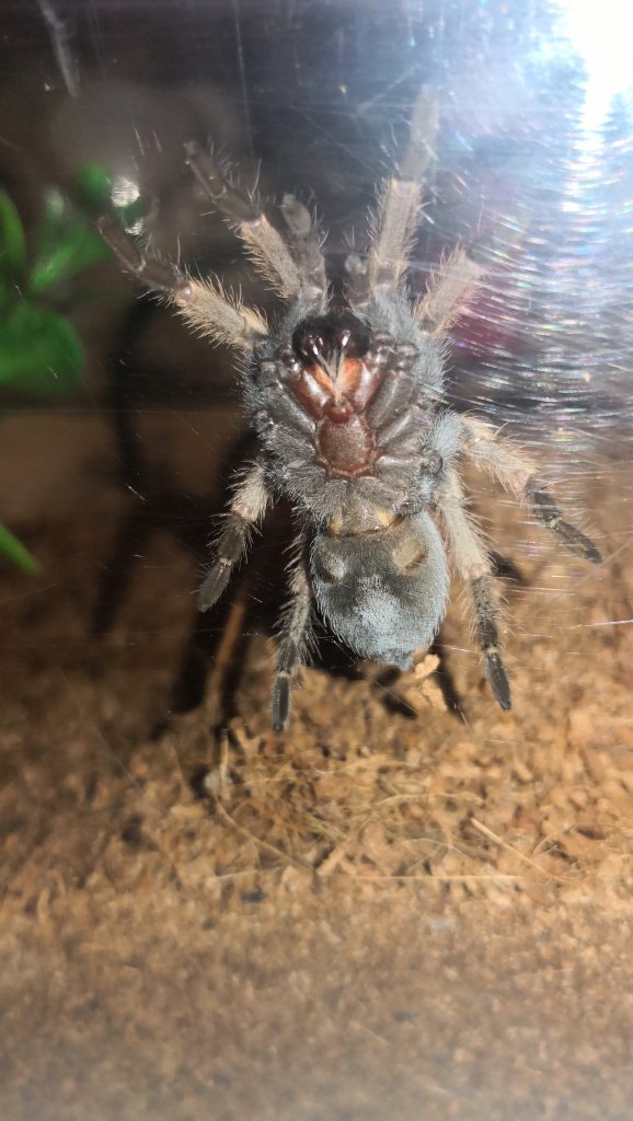 Brachypelma hamorii [ventral sexing]