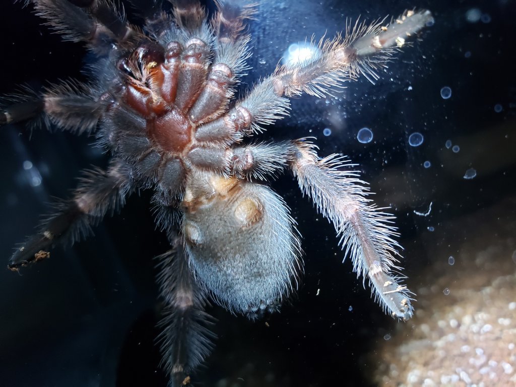 Brachypelma hamorii [ventral sexing]