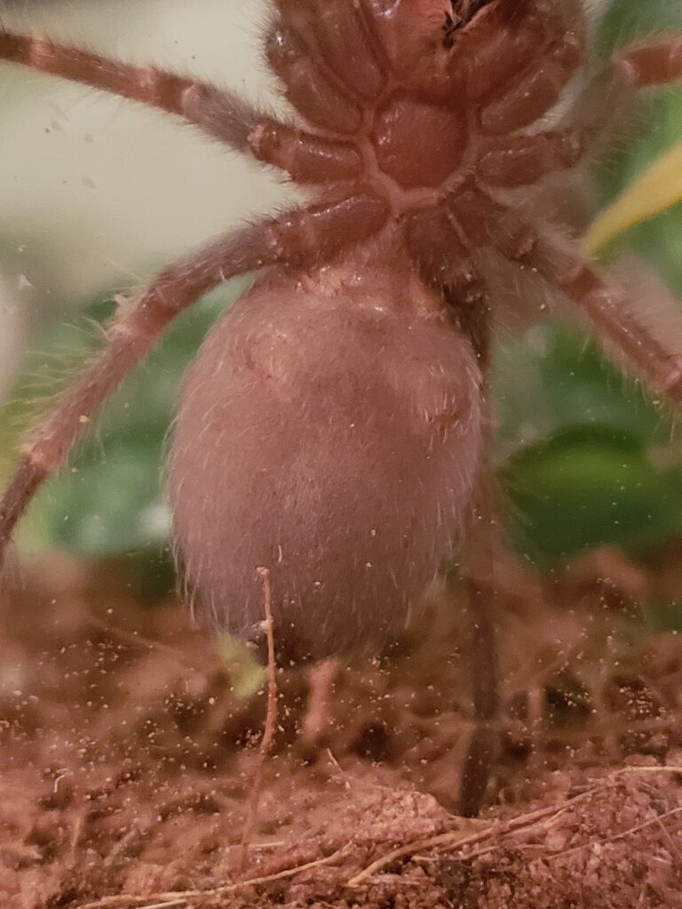 Brachypelma hamorii [ventral sexing]