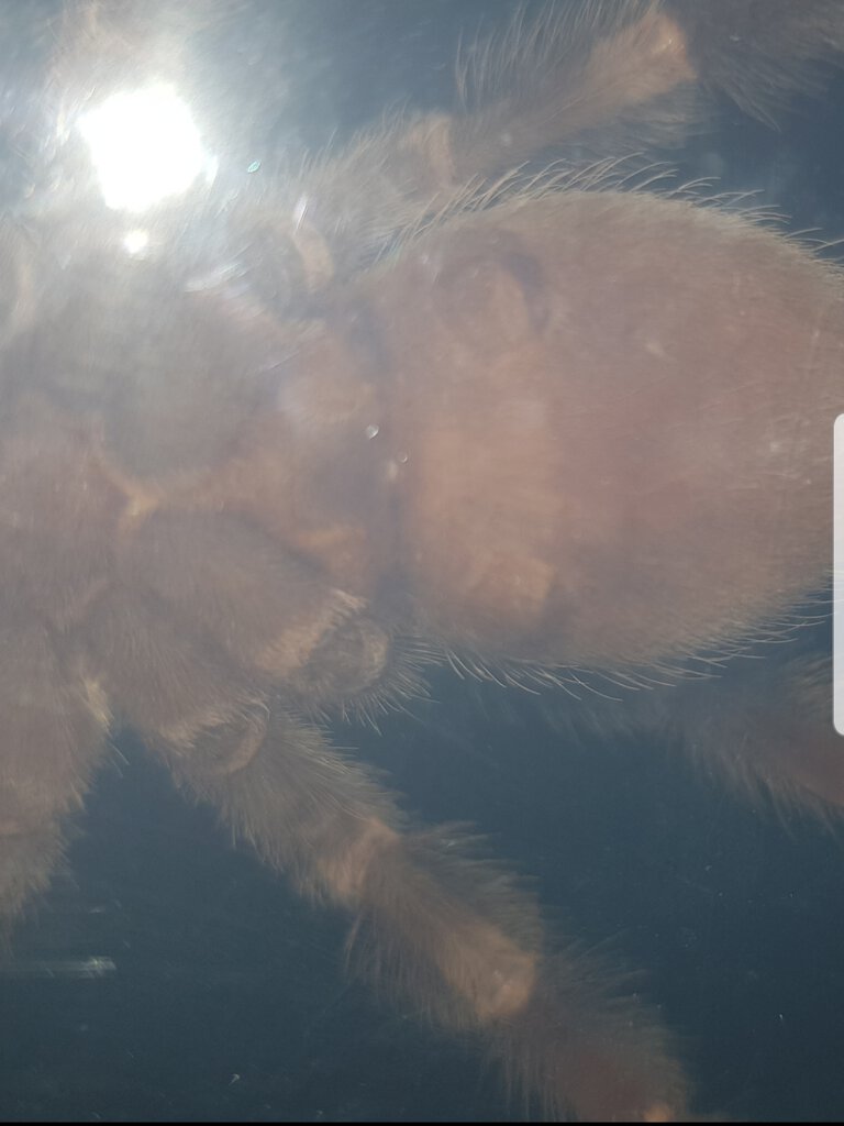 Brachypelma hamorii [ventral sexing]