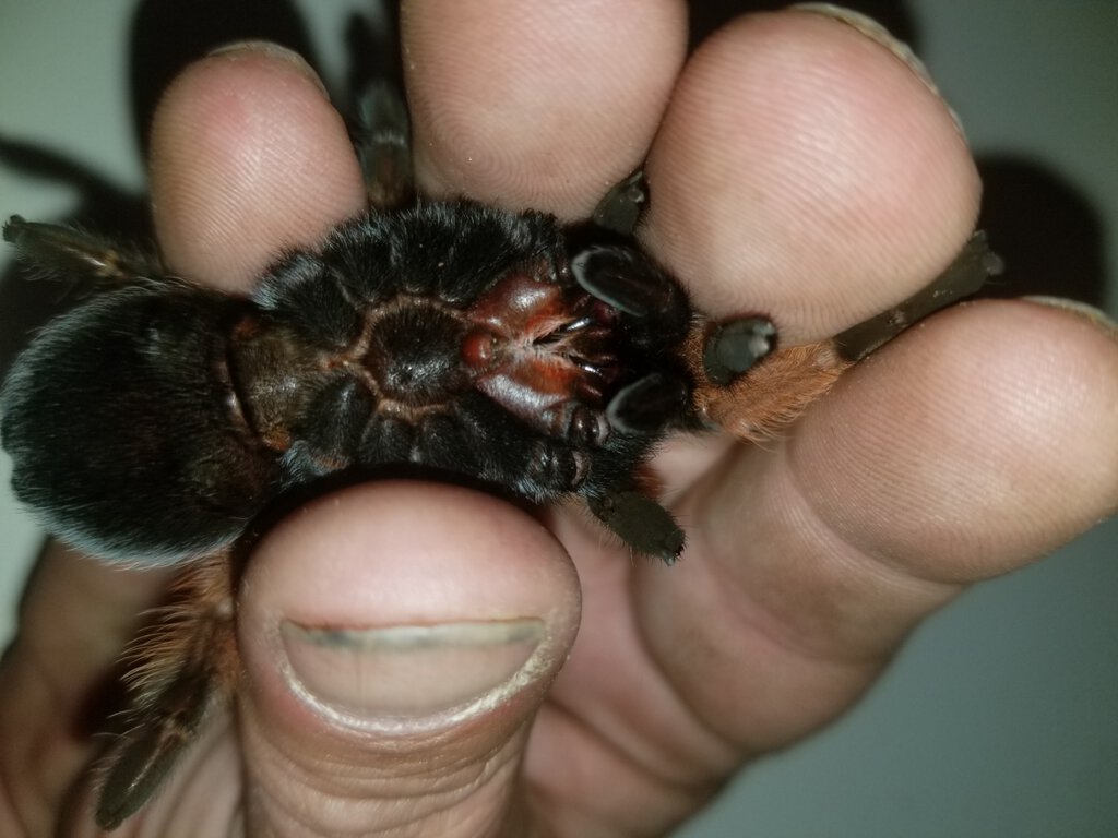 Brachypelma hamorii [ventral sexing]