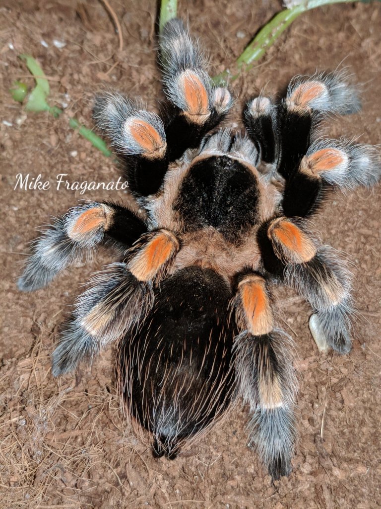 Brachypelma hamorii