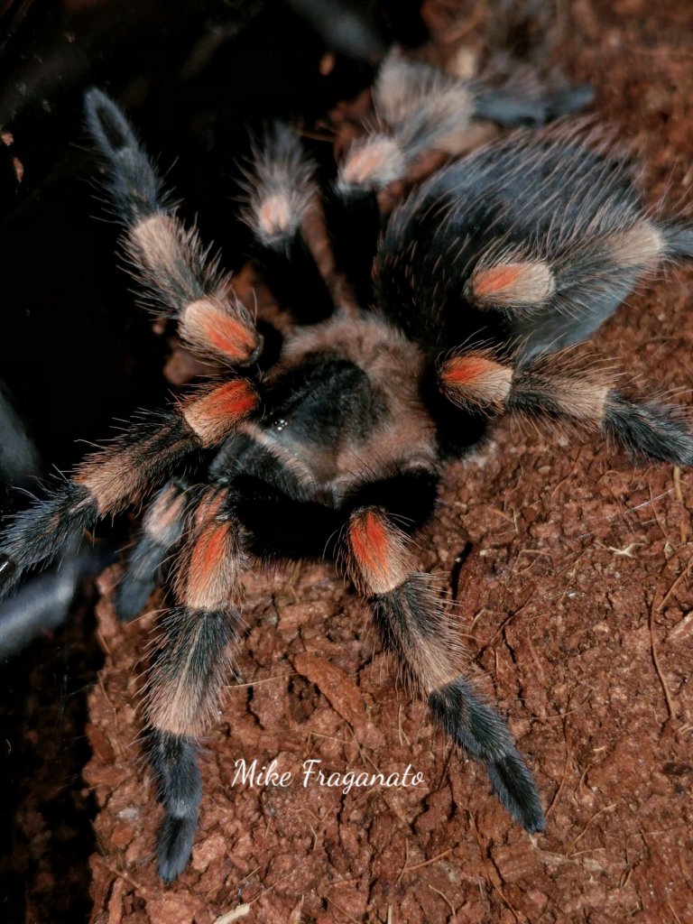 Brachypelma hamorii