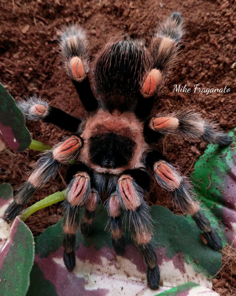 Brachypelma hamorii